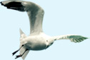 seagul