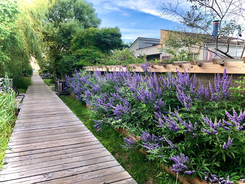 Fire Island Sharon DeLeasa Realty Rental Listing